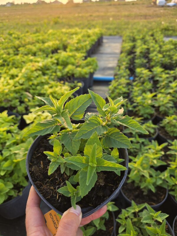 20250903_182949 Pysznoglowka ' Bee Bright' 2L, pachnąca bylina