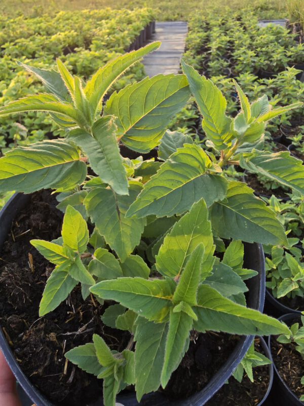 20250903_182951 Pysznoglowka ' Bee Bright' 2L, pachnąca bylina