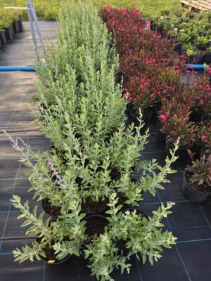 Pervoskia 'Little Spire'