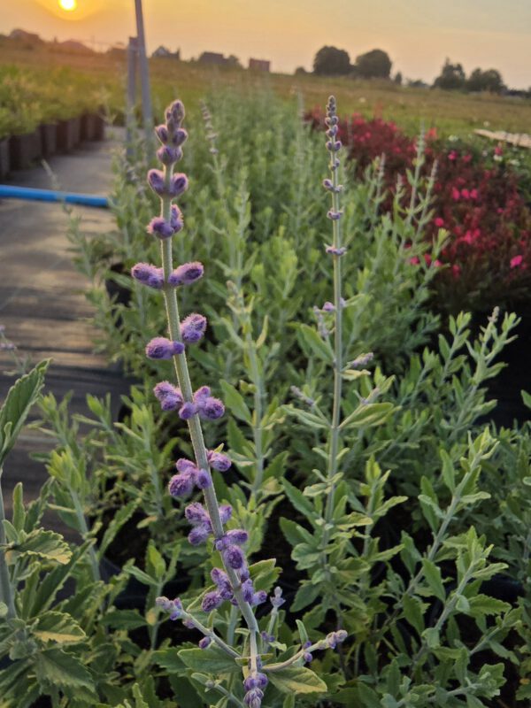 Pervoskia 'Little Spire'