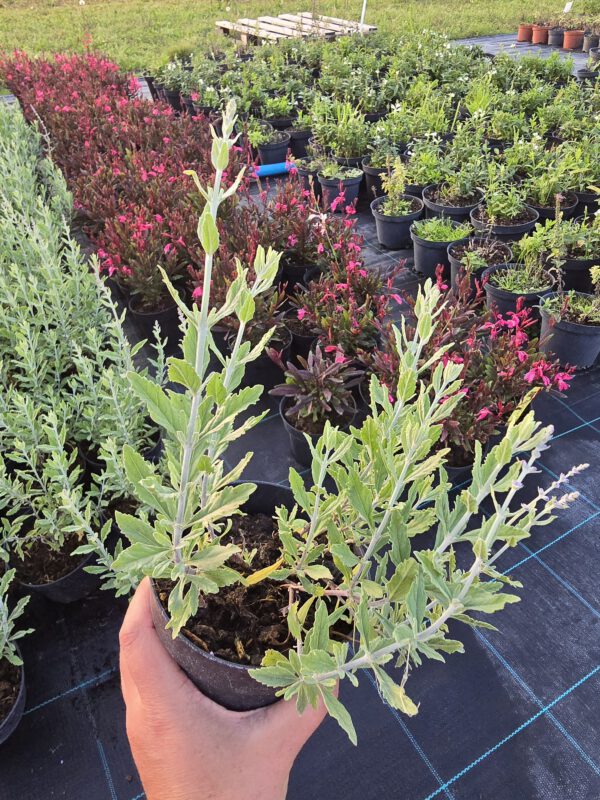 Pervoskia 'Little Spire'