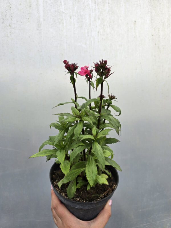 20250916_133830 Lobelia wieloletnia różowa, 1,5L