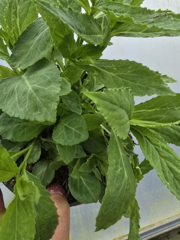 20250916_134444 Lobelia wieloletnia fioletowa, 1,5L (Kopia)