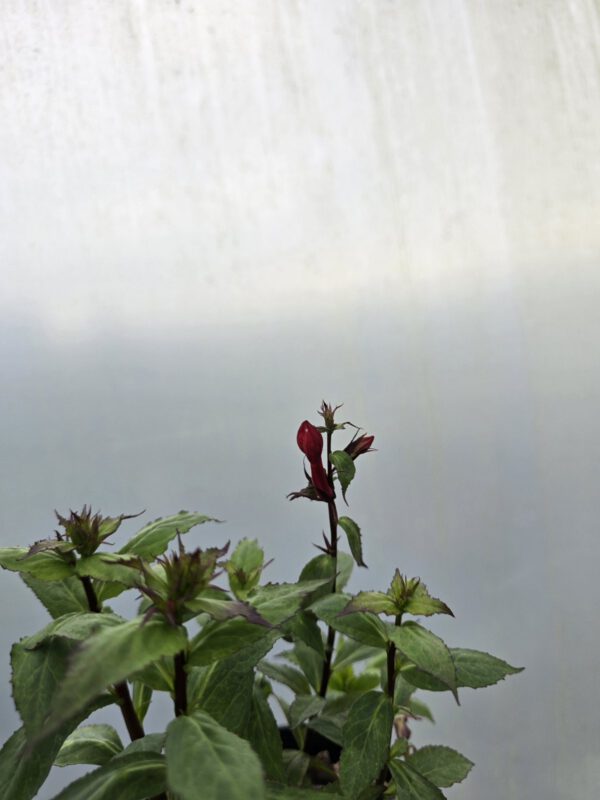 20250916_142139 Lobelia wieloletnia czerwona, 1,5L (Kopia)