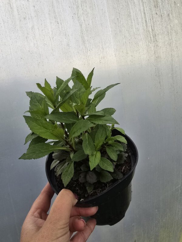 20250916_142201 Lobelia wieloletnia czerwona, 1,5L (Kopia)