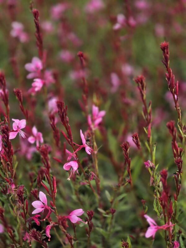 20250916_150113 Gaura zimujaca różowa, 'Baby Butterfly Dark Pink 1,3L