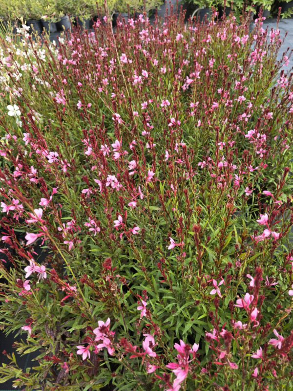 20250916_150122 Gaura zimujaca różowa, 'Baby Butterfly Dark Pink 1,3L