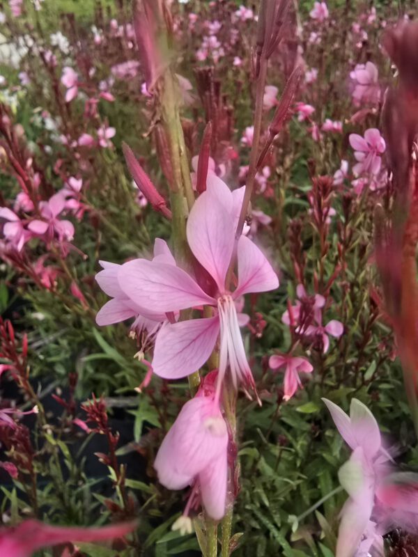 20250916_150131 Gaura zimujaca różowa, 'Baby Butterfly Dark Pink 1,3L