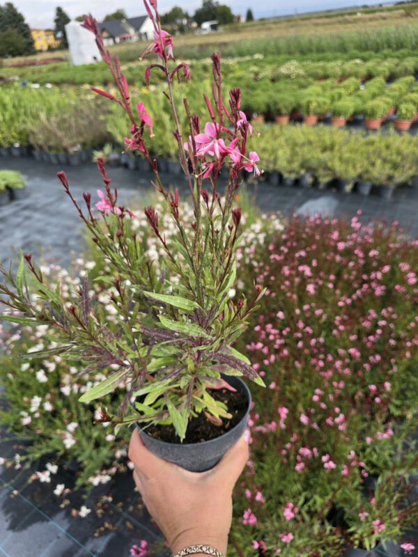 20250916_150144 Gaura zimujaca różowa, 'Baby Butterfly Dark Pink 1,3L