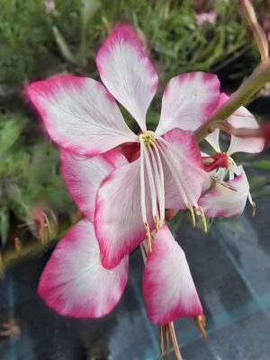Gaura zimujaca różowo - biała, 'Rosy Jane' 1,3L