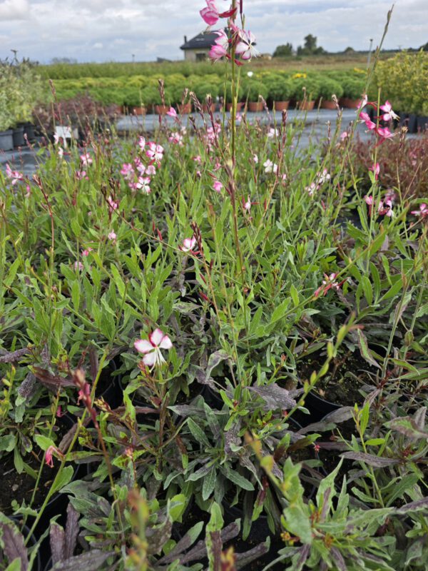 20250916_150253 Gaura zimujaca różowo - biała, 'Rosy Jane' 1,3L