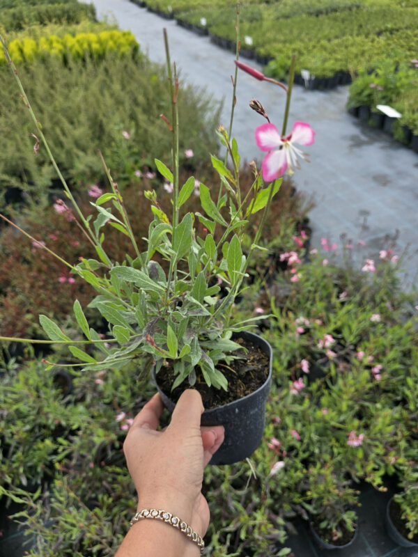 20250916_150312 Gaura zimujaca różowo - biała, 'Rosy Jane' 1,3L
