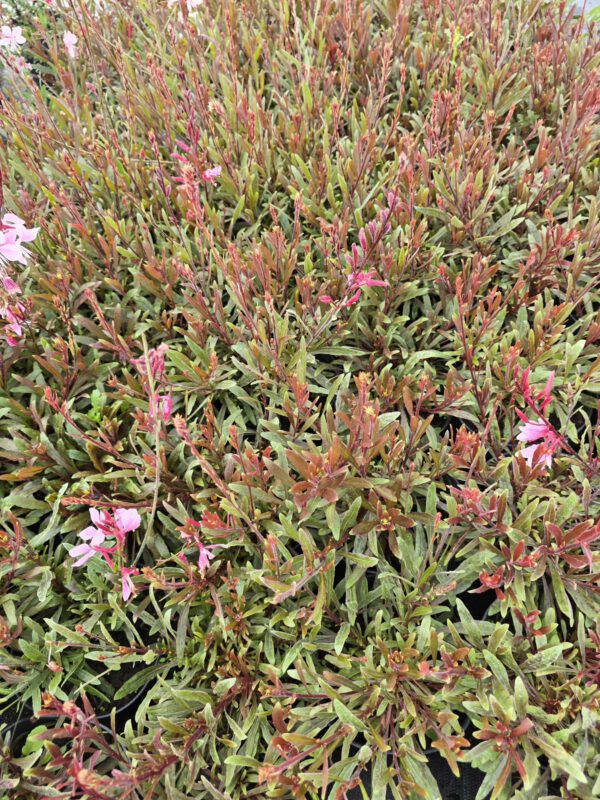 20250916_150355 Gaura zimujaca różowa, 'Cherry Brandy' 1,3L