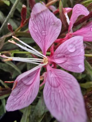 Gaura zimujaca różowa, 'Cherry Brandy' 1,3L