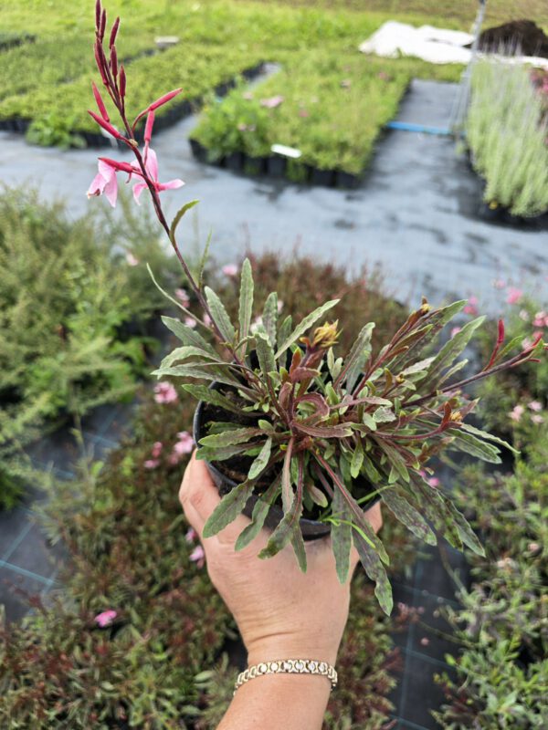 20250916_150433 Gaura zimujaca różowa, 'Cherry Brandy' 1,3L