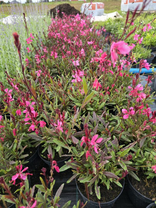 20250916_150457 Gaura zimująca 'Flamingo Pink'