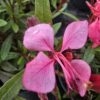 20250916_150512 Gaura zimująca 'Flamingo Pink'