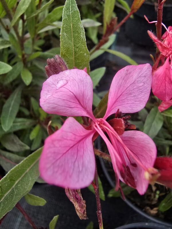 20250916_150512 Gaura zimująca 'Flamingo Pink'