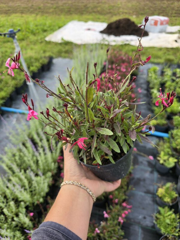 20250916_150521 Gaura zimująca 'Flamingo Pink'