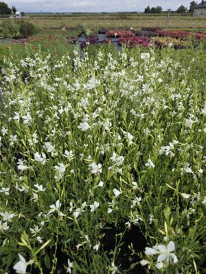 Gaura zimujaca biała 'Snowbord' 1,5L, - śnieżne ptaki