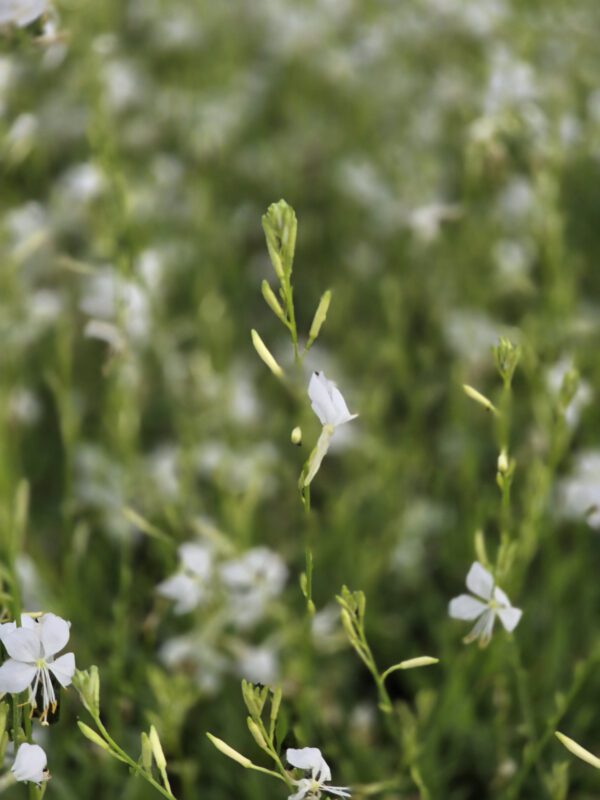 20250916_150631 Gaura zimujaca biała 'Snowbord' 1,5L, - śnieżne ptaki