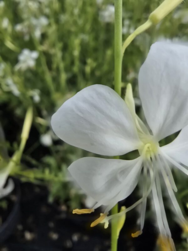 20250916_150641 Gaura zimujaca biała 'Snowbord' 1,5L, - śnieżne ptaki
