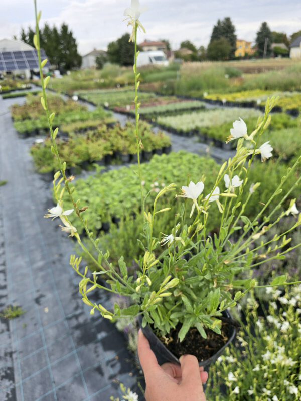 20250916_150707-1 Gaura zimujaca biała 'Snowbord' 1,5L, - śnieżne ptaki