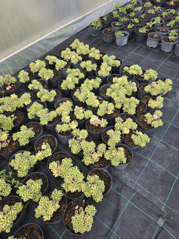 Rozchodnik 'Atlantis'