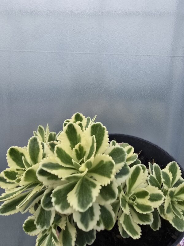 Rozchodnik 'Atlantis'