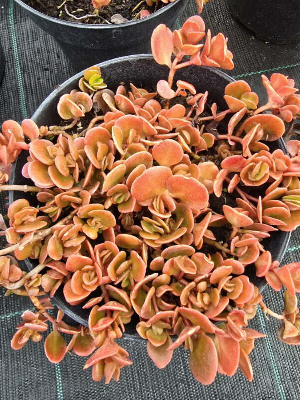 20250916_152158 Rozchodnik makinoi 'Ogon'