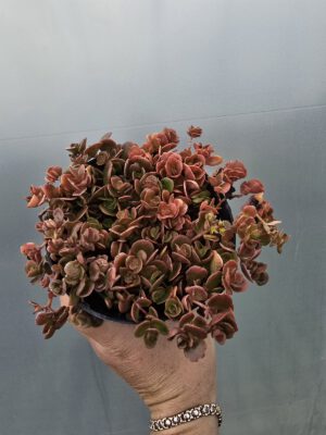 Rozchodnik makinoi 'Ogon'