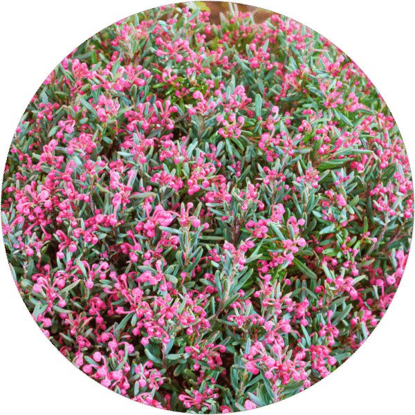 Andromera-blue-ice Modrzewnica pospolita 'Blue Lagoon' (Kopia)