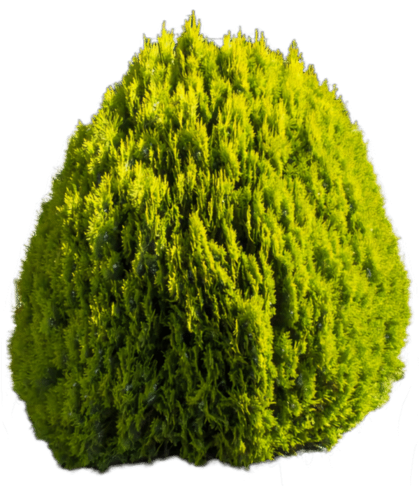 Aurea-nana Żywotnik wschodni 'Aurea Nana