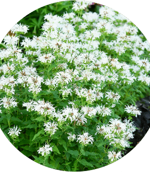 Pysznoglowka ' Bee Bright' 2L, pachnąca bylina