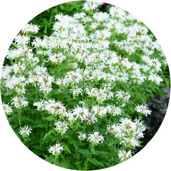 Biala-Pysznoglowka-BEE-BRIGHT-Monarda-Motyle-Miododajna-Sadzonki-P11-Rodzaj-rosliny-Inny Pysznoglowka ' Bee Bright' 2L, pachnąca bylina