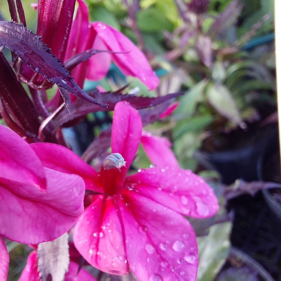 IMG_20231008_092204_331-1 Lobelia wieloletnia różowa, 1,5L