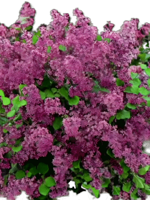 Krzew, Lilak 'Red Pixie', 2L