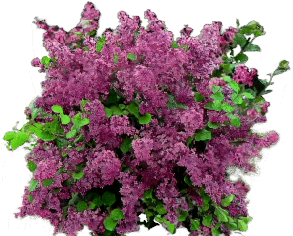 Lilak Krzew, Lilak 'Red Pixie', 2L