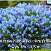 Prusznik 'Blue Jeans' - niebieski krzew, 2L, XXL