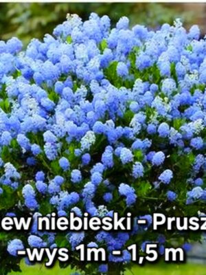 Prusznik 'Blue Jeans' - niebieski krzew, 2L, XXL