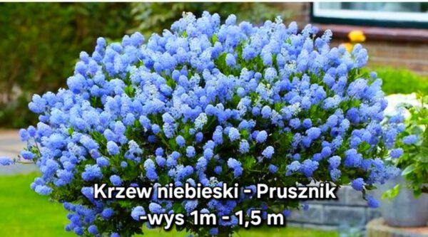 Prusznik 'Blue Jeans' - niebieski krzew, 2L, XXL