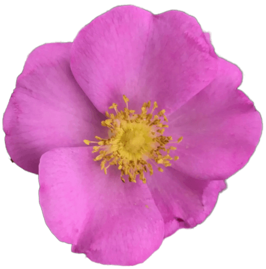 Rosa- Róża pomarszczona, jadalna, 2L