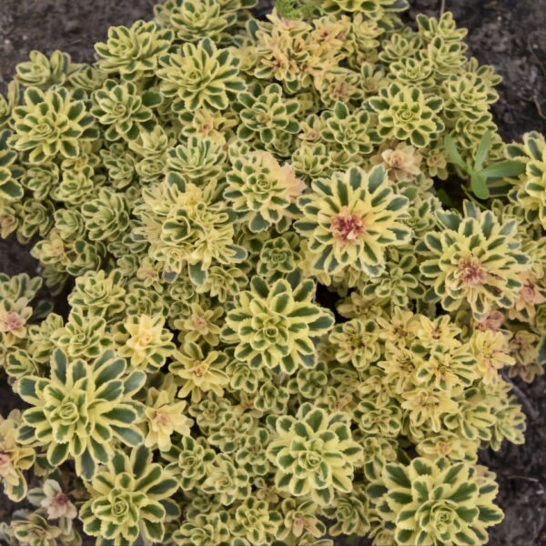 Rozchodnik 'Atlantis'