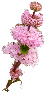 caryopteris-pinkd Barbula różowa 'Pavilion Pink'