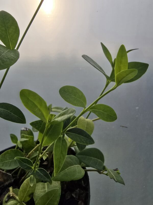 Barwinek zimozielony, 'Alba', kwiat biały