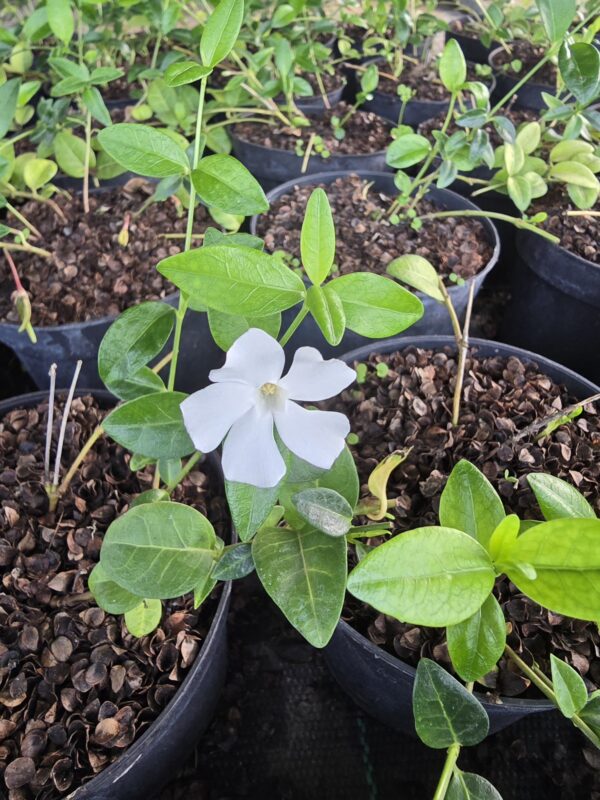 Barwinek zimozielony, 'Alba', kwiat biały