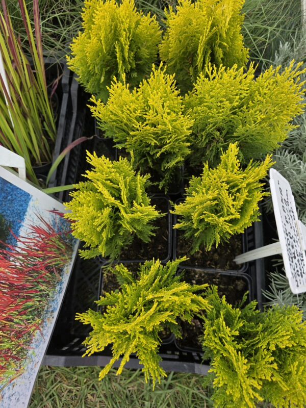 20250810_114722 Żywotnik wschodni 'Aurea Nana', 2L, kula