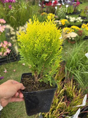 Żywotnik wschodni 'Aurea Nana', 2L, kula