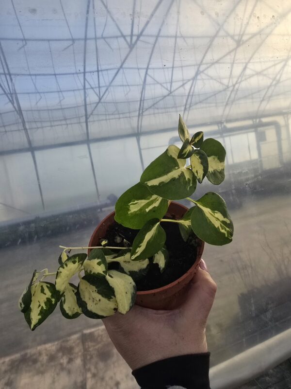 Barwinek większy Expoflora