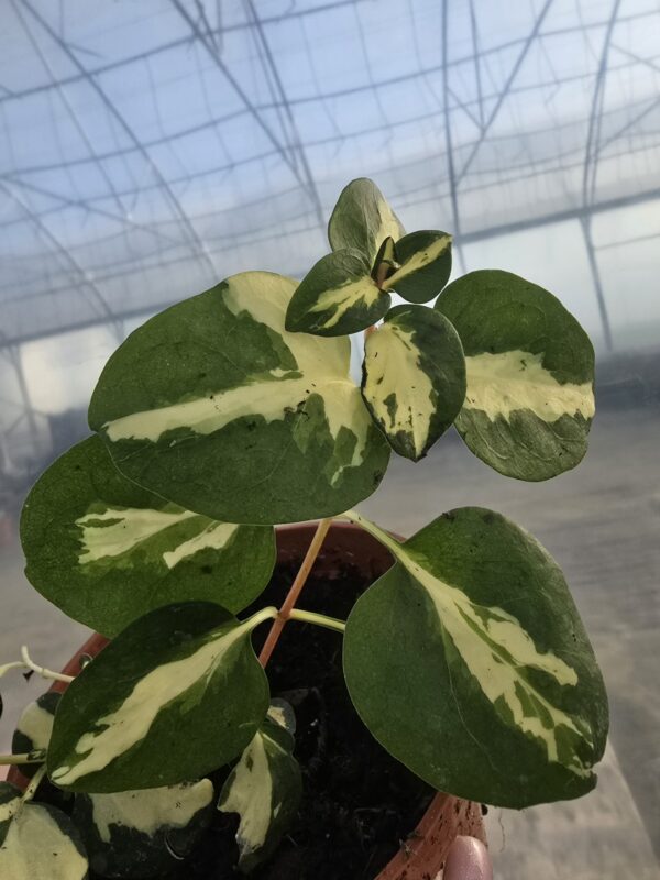 Barwinek większy Expoflora